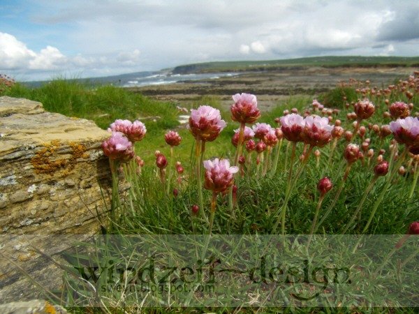 Blumen auf Birsey