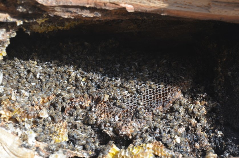 Waben und tote Bienen in einem gefällten Baum
