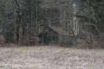 Hexenhaus? Hütte im Wald
