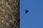Dohle am Eingang zur Brut? Dohl am Burgturm