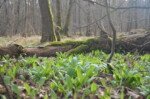 Bärlauch im Soonwald