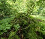 Westwood-Walk Vulcano