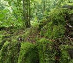 Westwood-Walk Vulcano