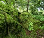 Westwood-Walk Vulcano