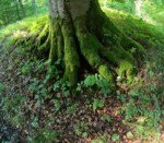 Mother Earth Conection