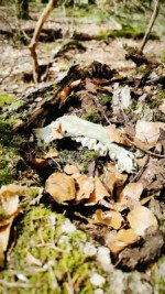 Soonwald Streifzug Reh Unterkiefer