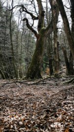 Alter Baumbestand im Soonwald