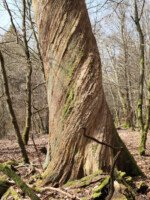 Baum ohne Rinde Drehwuchs