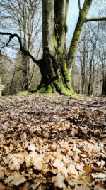 Buche im sumpfigen Soonwald