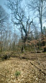 Alte Eiche Soonwald Streifzug