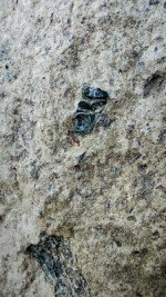 Schwarze Hornblende